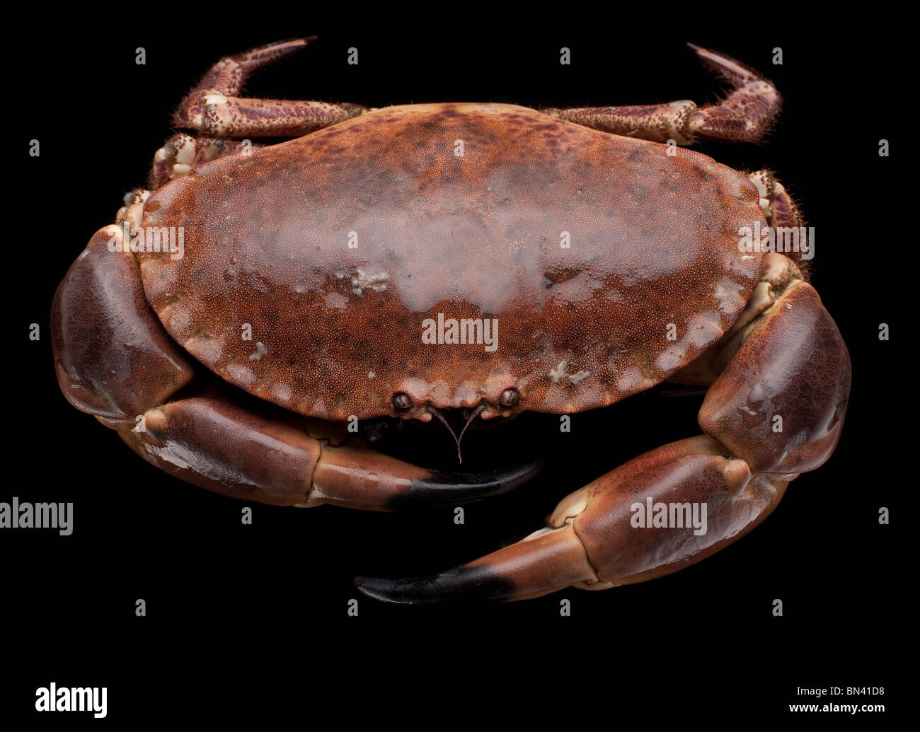 Live crab, decapod crustaceans of the infraorder Brachyura Stock Photo