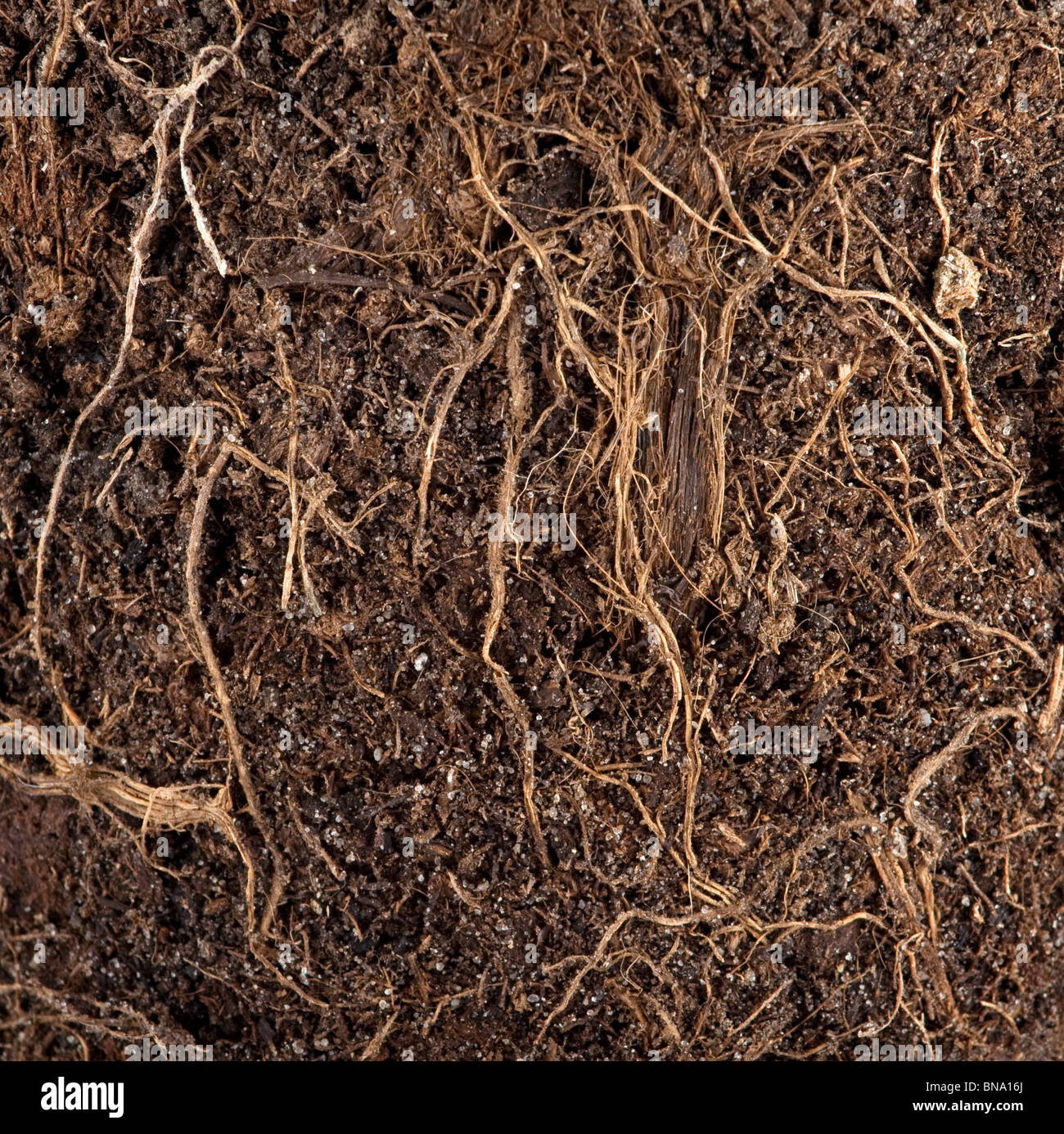 Roots in a soil background Stock Photo, Royalty Free Image 30338634