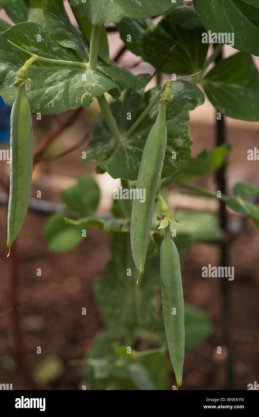 Garden peas growing on plant Stock Photo, Royalty Free Image 30441145