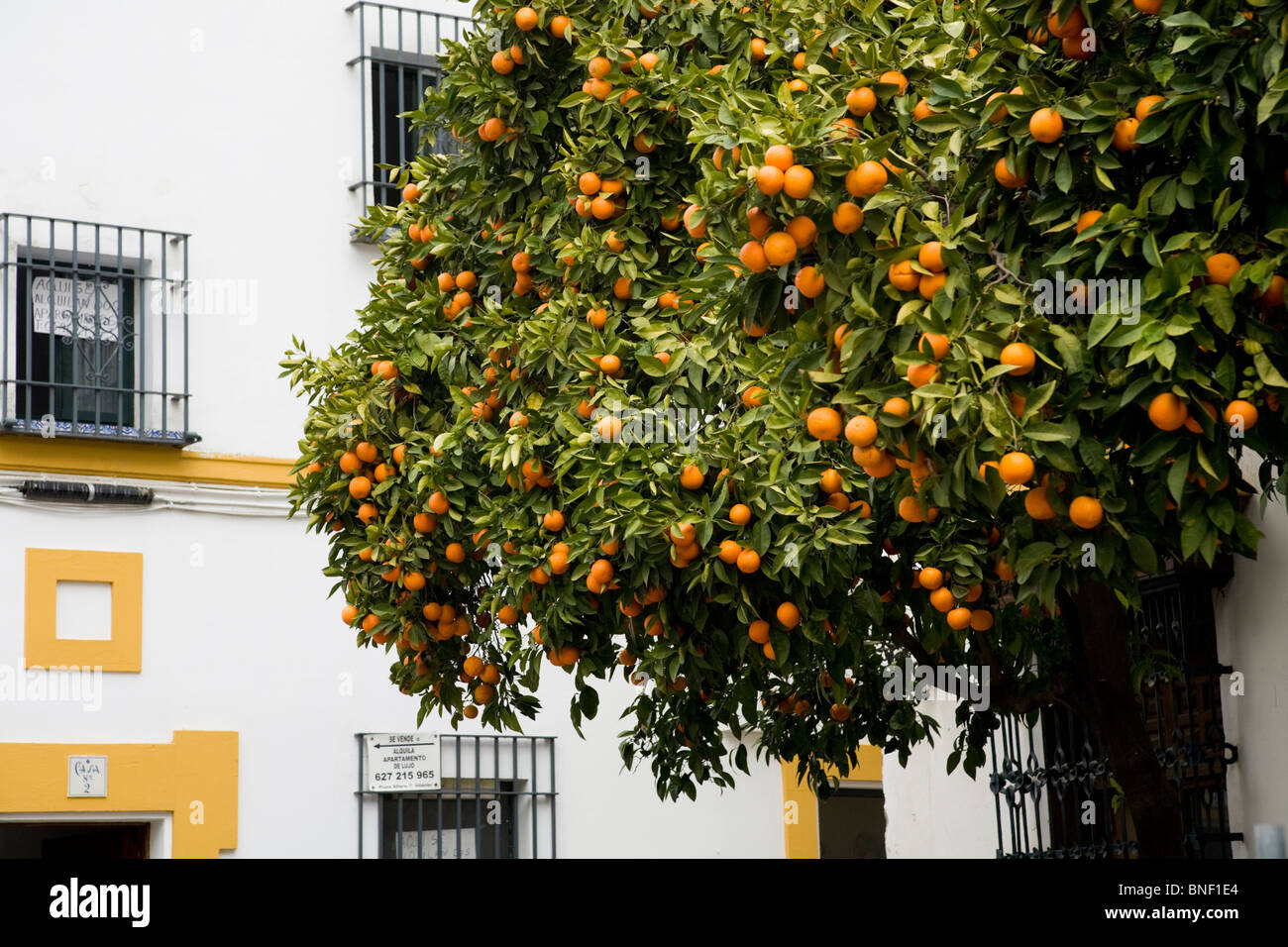 Oranges growing / orange trees / orange tree in a Seville street Stock
