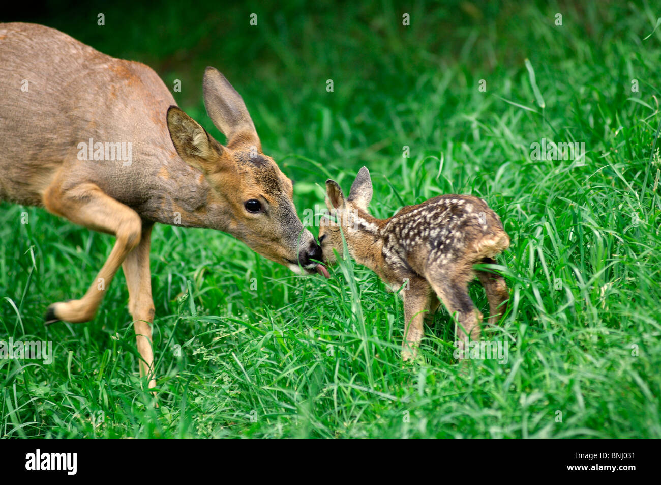 what is an adult fawn called what is an adult fawn called