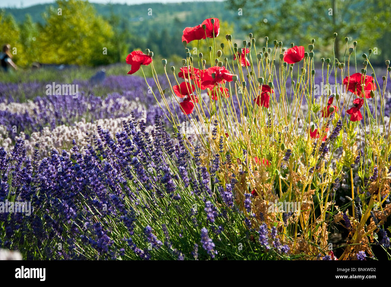 Blooming lavenders field Stock Photo, Royalty Free Image 30555198 Alamy
