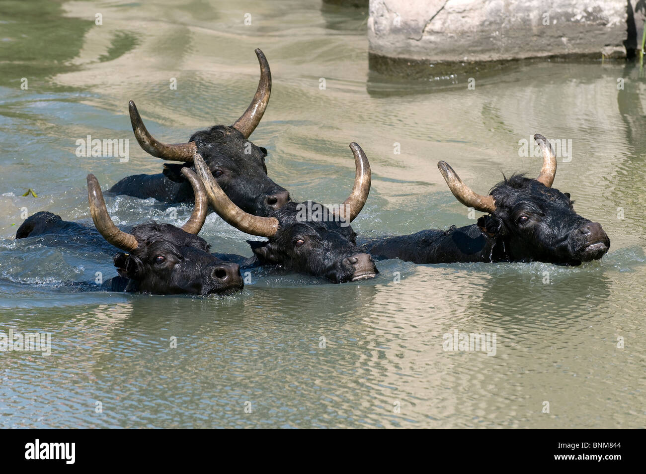 France Camargue Bulls of Camargue bull group cattle black swimming