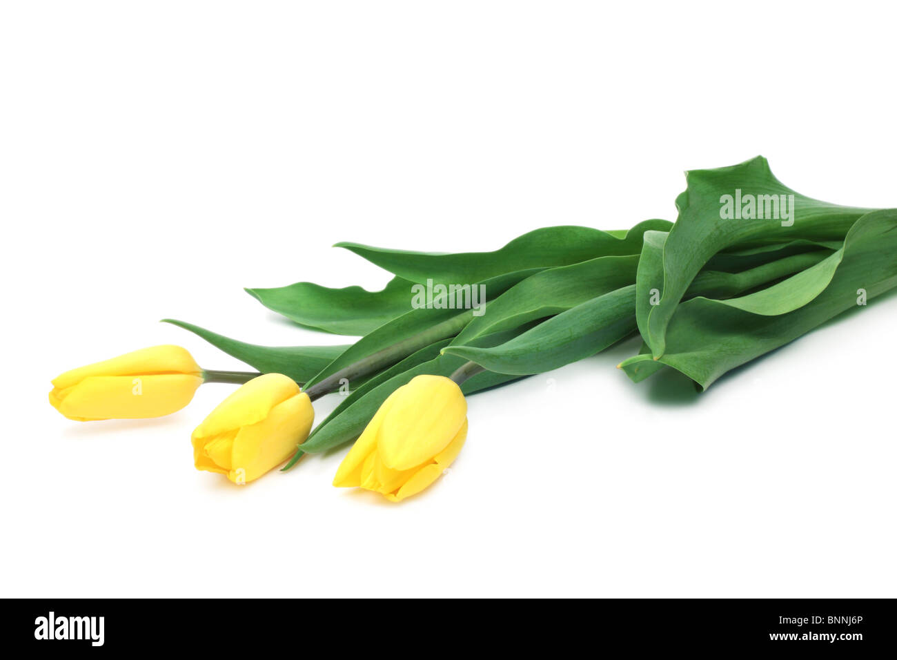 Yellow Tulips Lying On A White Background Stock Photo Alamy