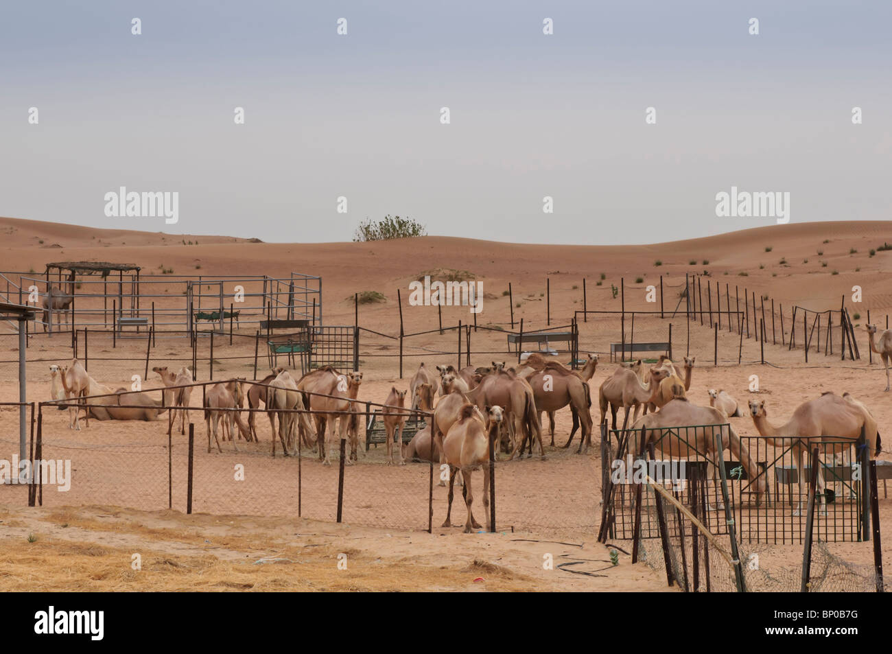 Camels in a Dubai Camel Farm Stock Photo, Royalty Free Image 30741636