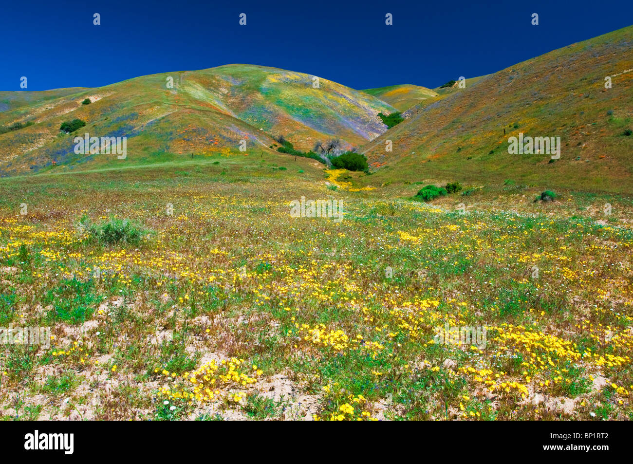 Wildflowers in the Tehachapi Mountains, Angeles National Forest Stock