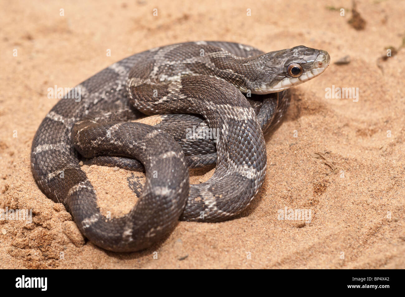 Texas rat snake, Elaphe obsoleta lindheimeri, native to Texas Stock Photo: 30841106 ...
