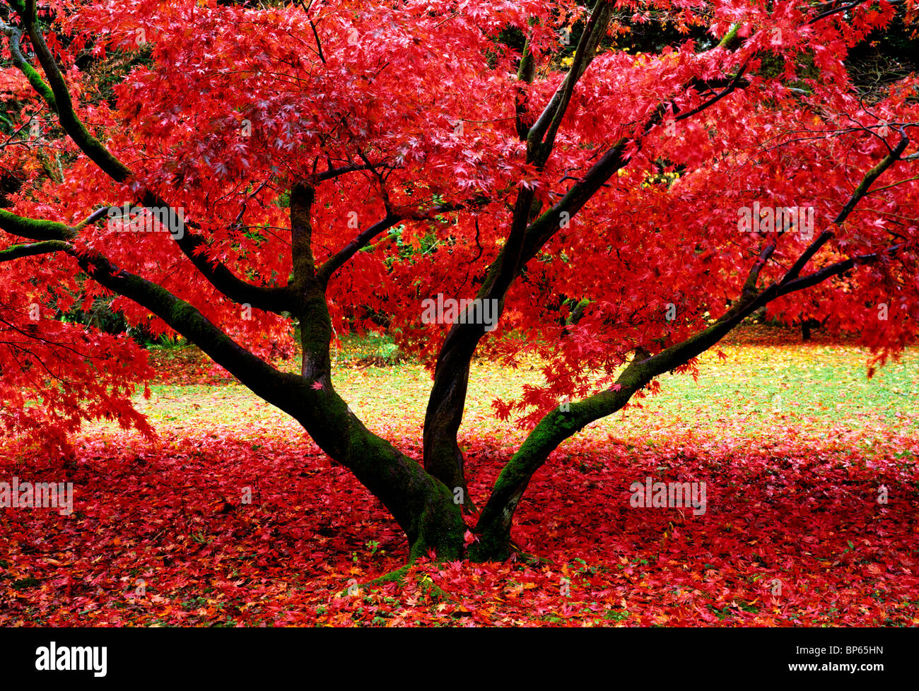 Wonderful Autumn colours at Westonbirt Arboretum near Tetbury in the