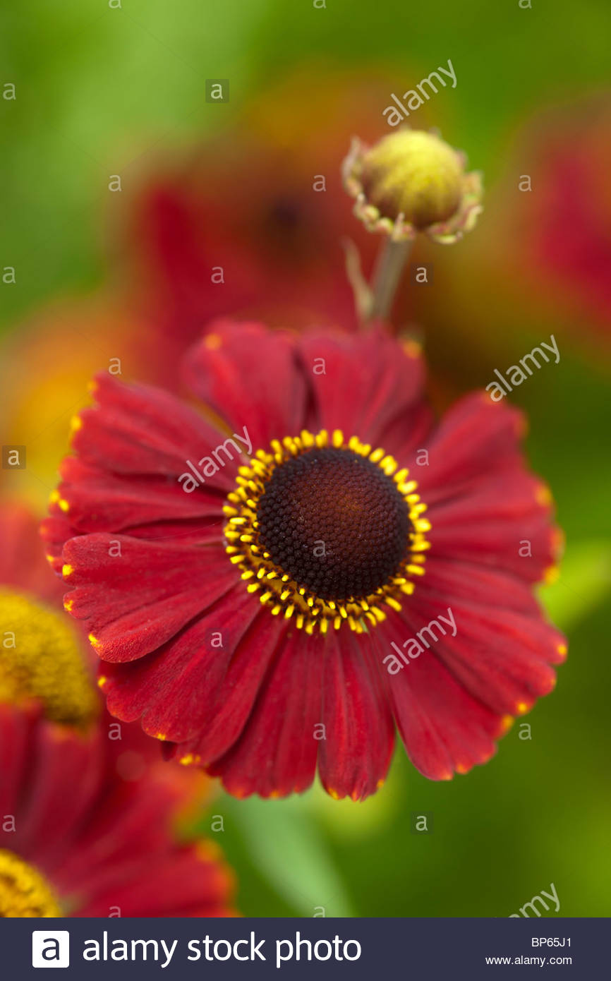 Common Yellow Garden Flowers common sneezeweed helenium autumnale red jewel summer flower stock Common Yellow Garden Flowers common sneezeweed helenium autumnale red jewel summer flower stock