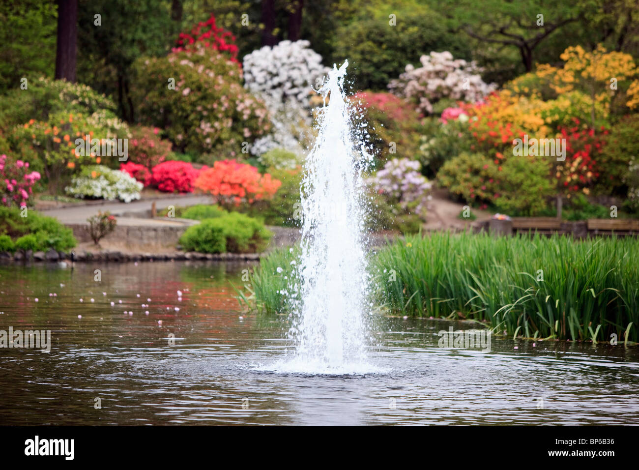 Portland, Oregon, United States Of America; Spring Flowers And Water