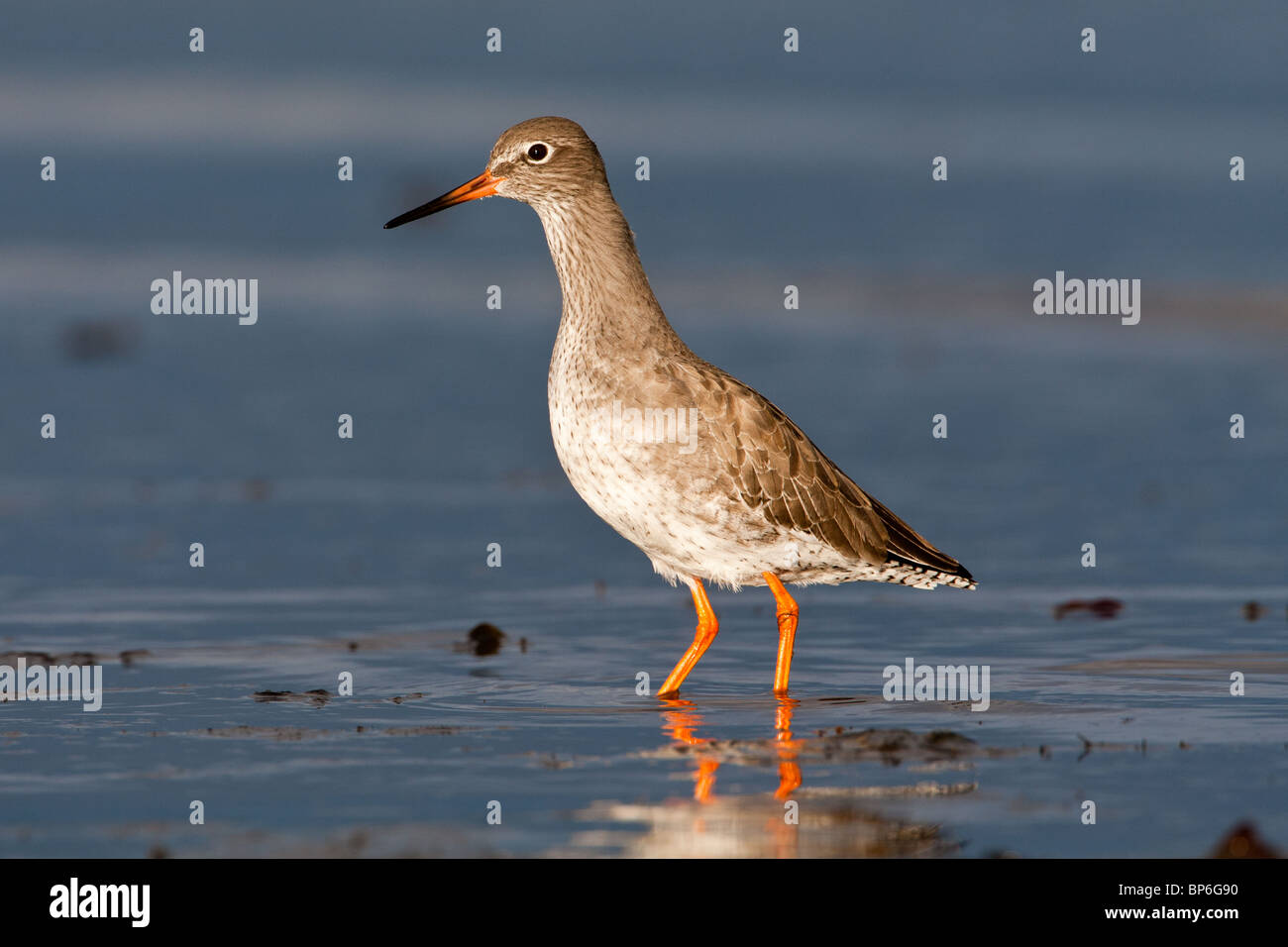 Common Redshank Tringa Totanus In Winter Plumage Stock Photo Alamy