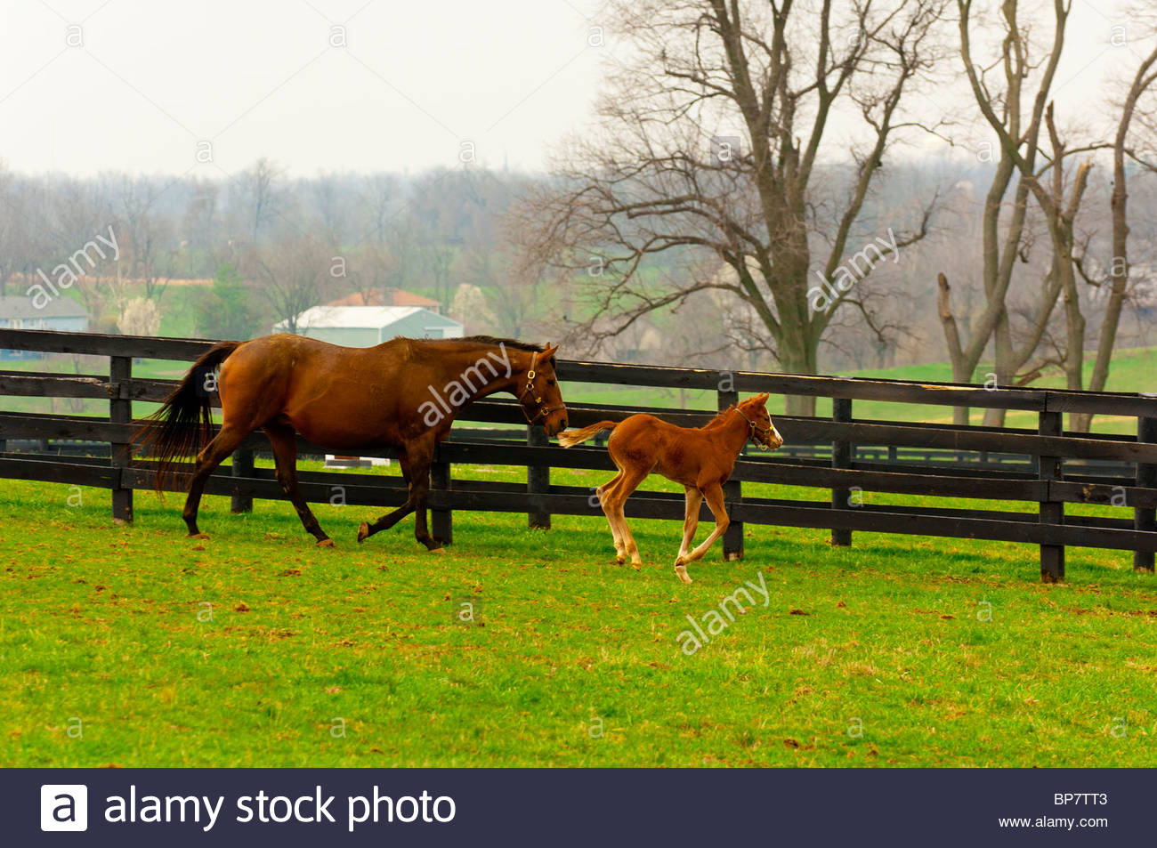Mares and foals, Winstar Farm (thoroughbred horse farm), Versailles