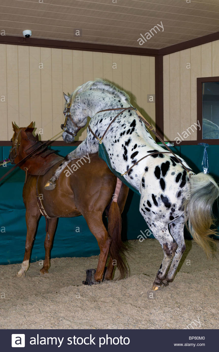 Breeding thoroughbreds, Winstar Farm, Versailles (near