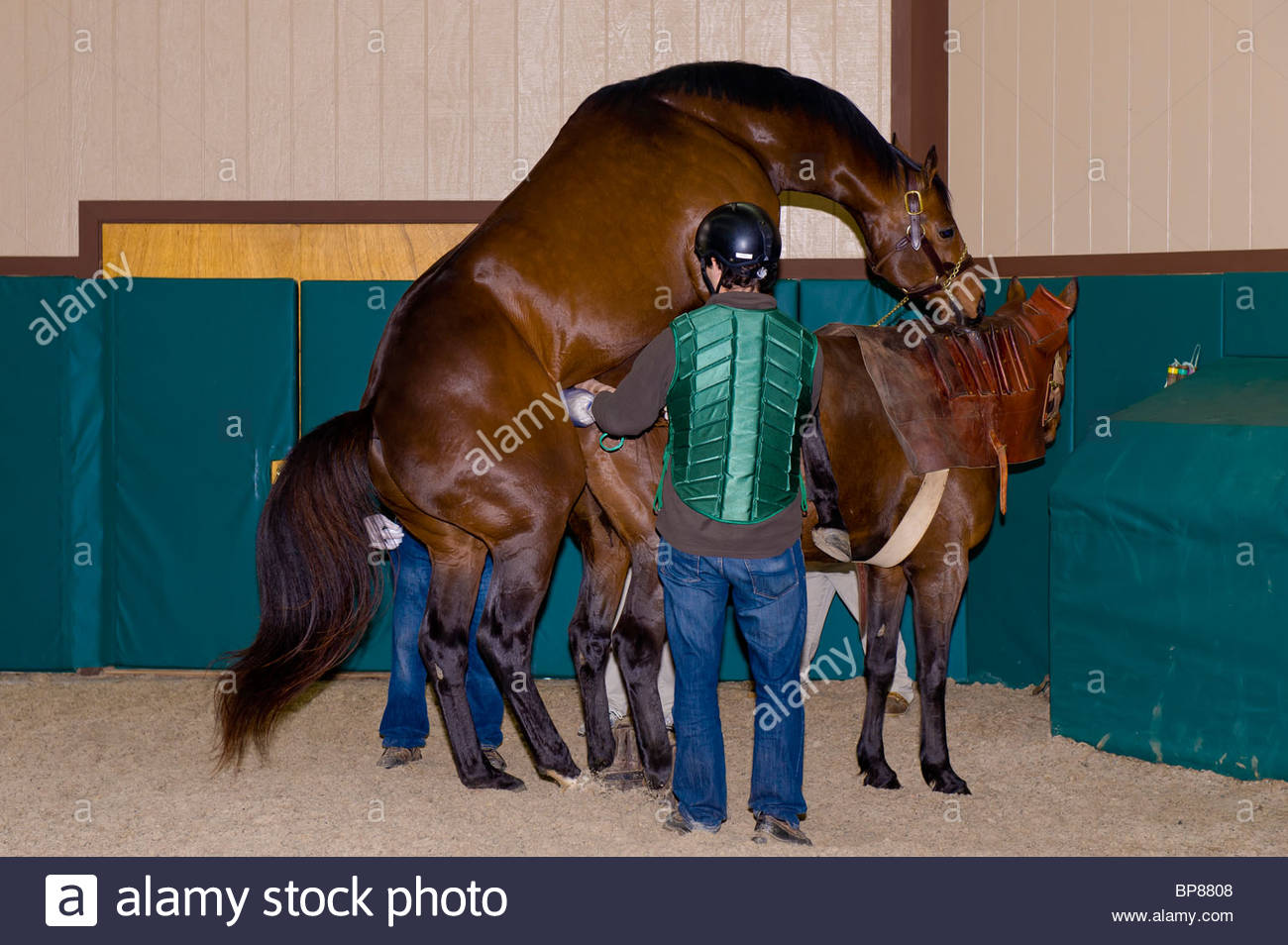 Humans Mate With Farms Animal Humans Mate With Farms Animal