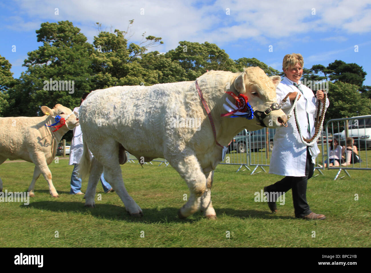 Prize winning cattle Vale Show Vale of Agricultural Show Stock Photo, Royalty Free