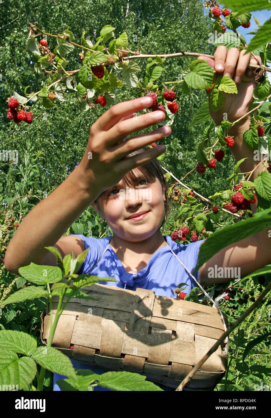Berry picking Stock Photo, Royalty Free Image 31030851 Alamy