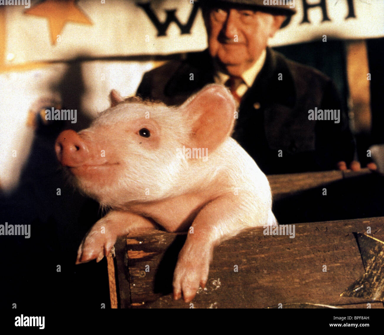 List 102+ Pictures pictures of babe the pig Sharp