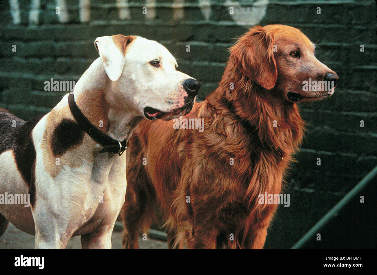 CHANCE SHADOW HOMEWARD BOUND II LOST IN SAN FRANCISCO 1996 Stock