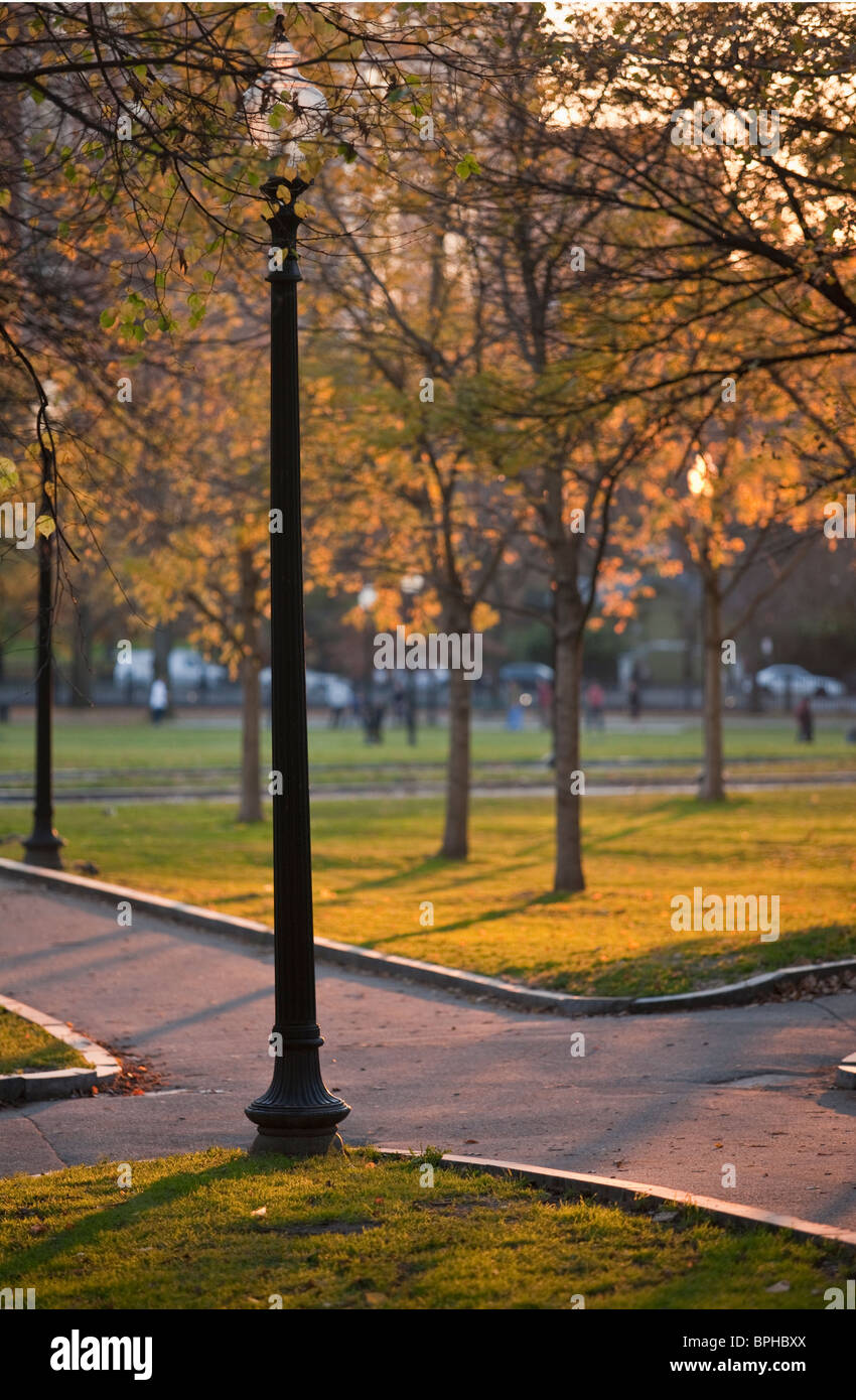 Trees in a park, Boston Common, Boston, Suffolk County Stock Photo