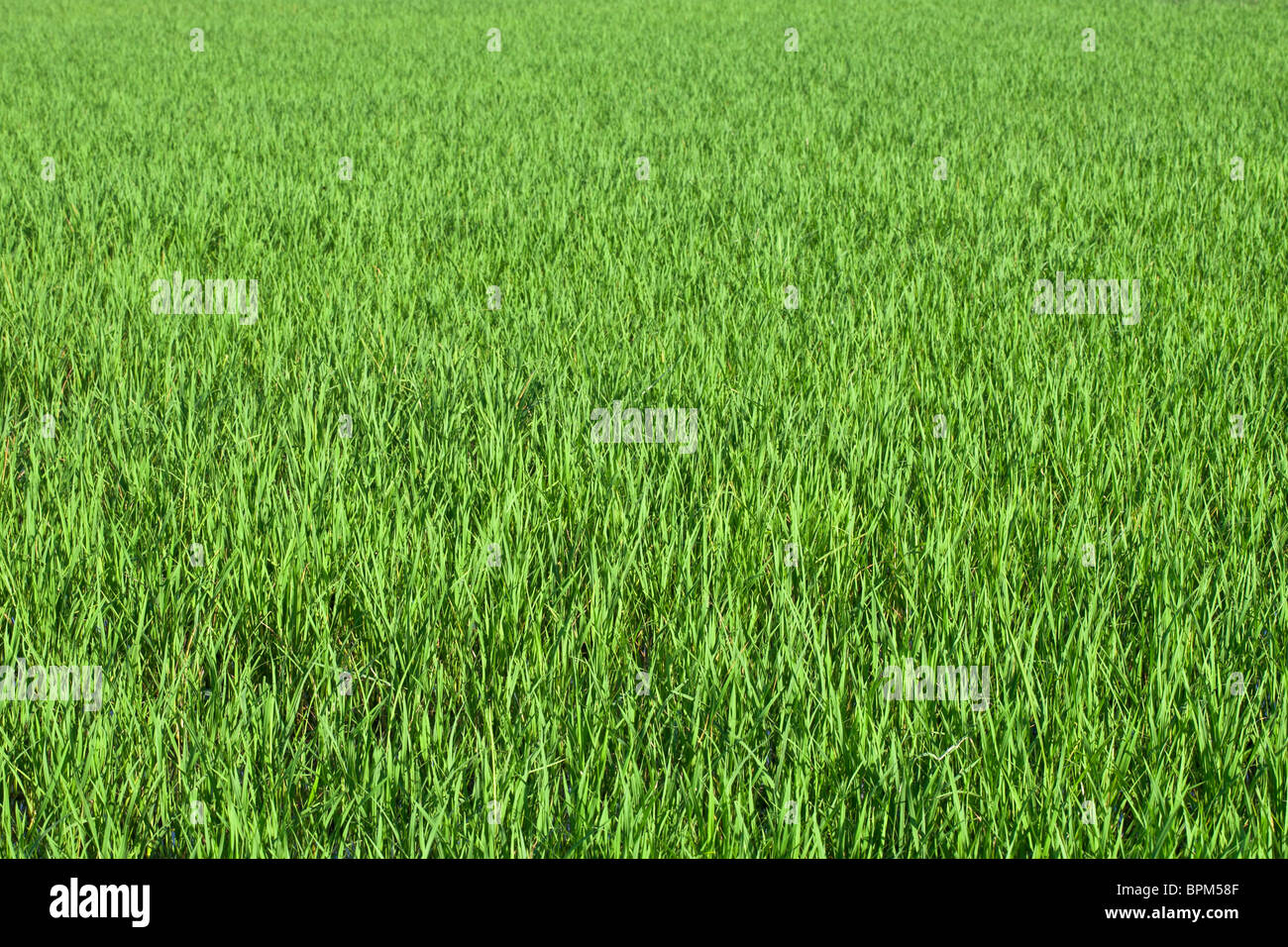 Rice Growing In Paddy Field In Laos Stock Photo Alamy