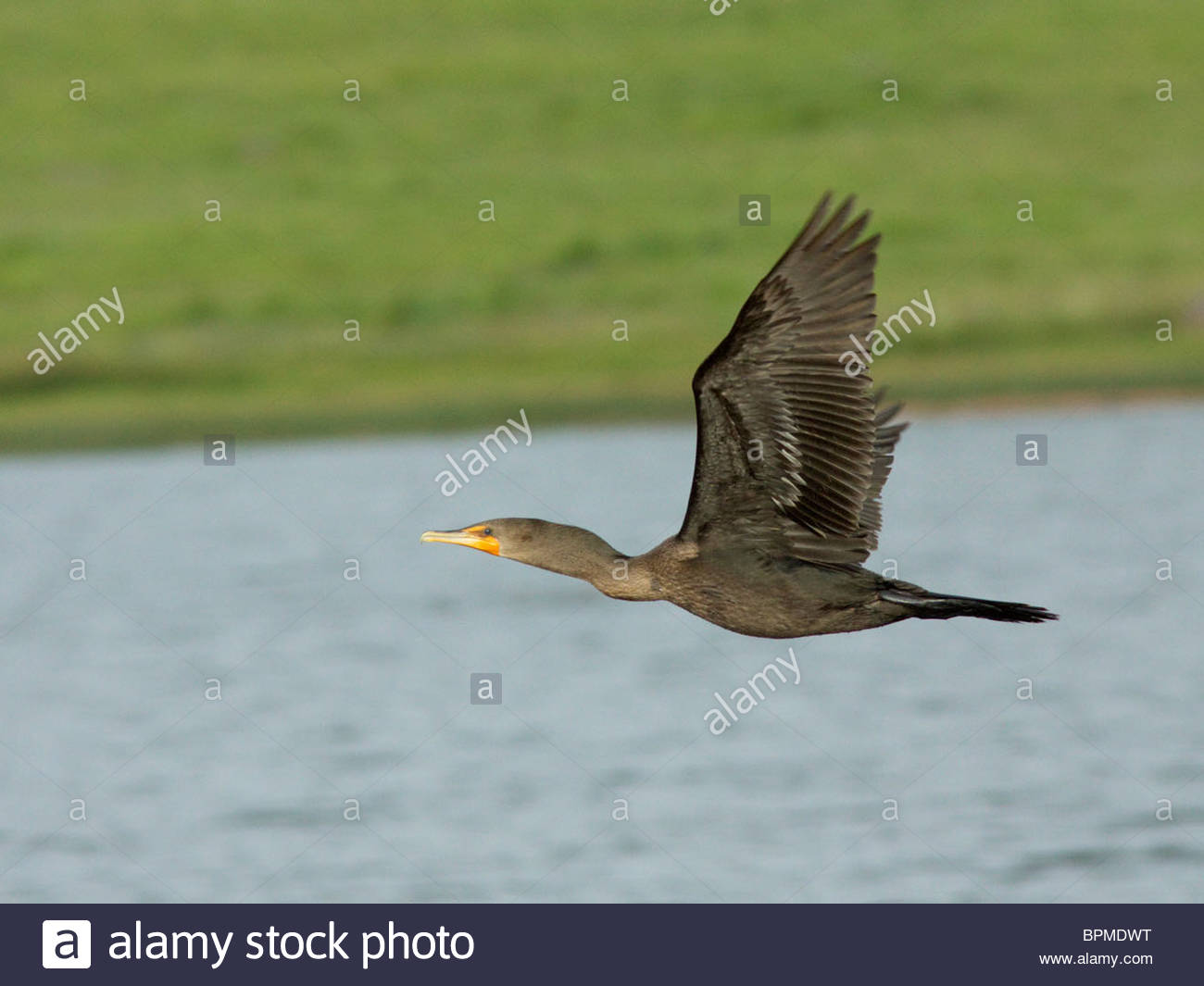 double-crested-cormorant-phalacrocorax-auritus-flying-arizona-BPMDWT.jpg