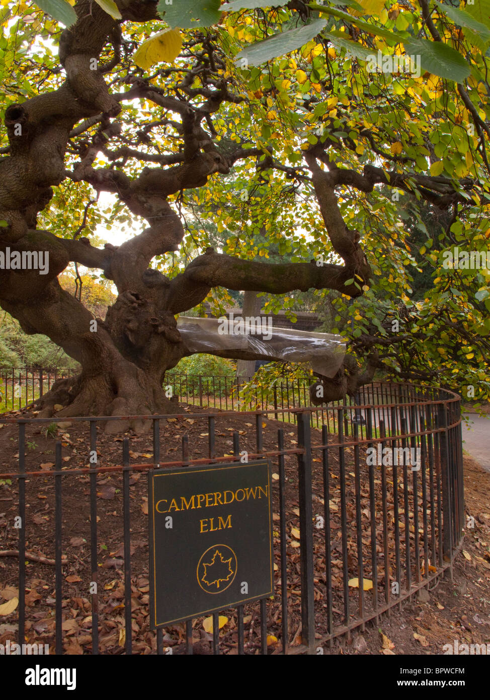 Camperdown Elm Tree Prospect park Brooklyn NY Stock Photo, Royalty Free