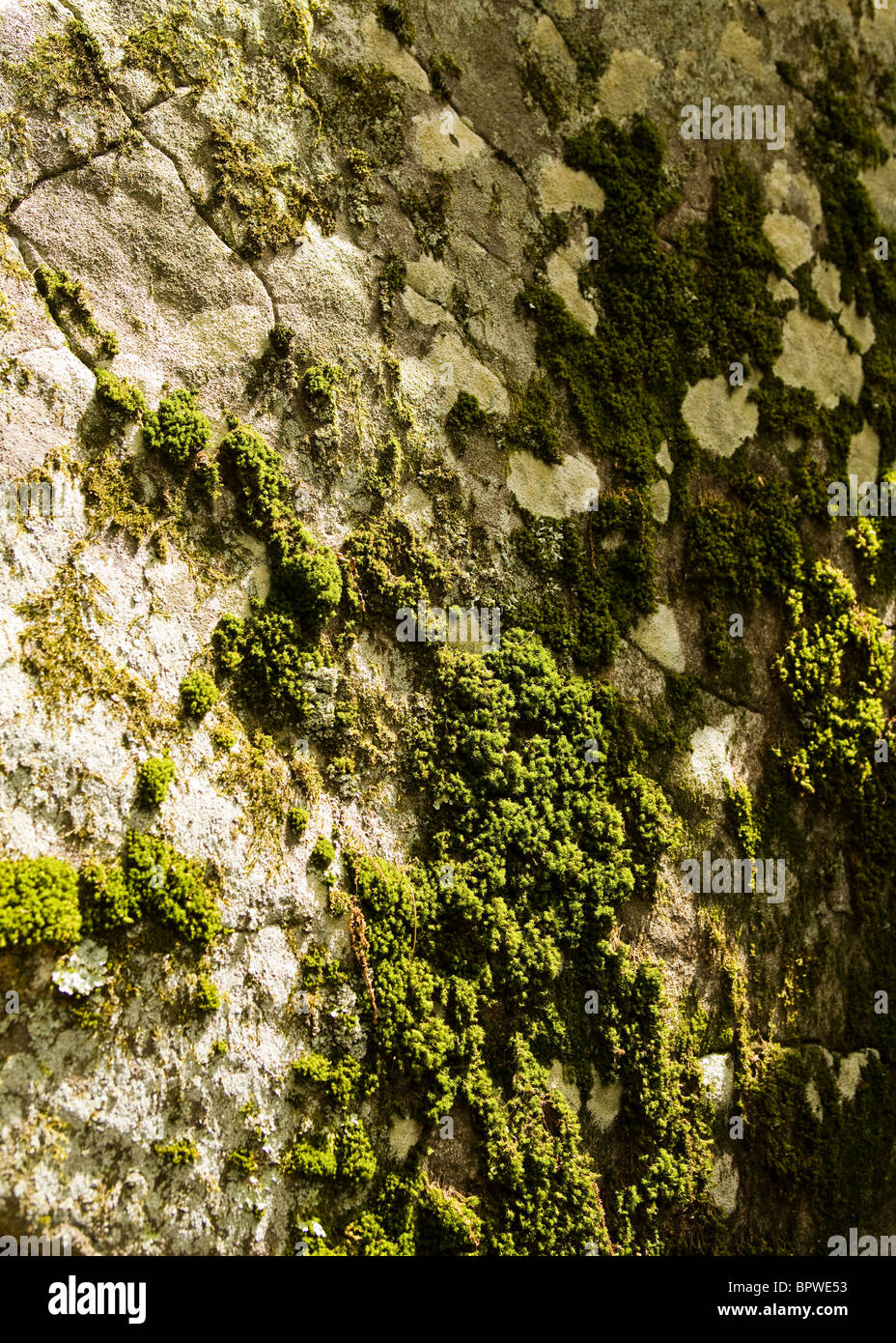 Dry moss on rock Stock Photo Alamy