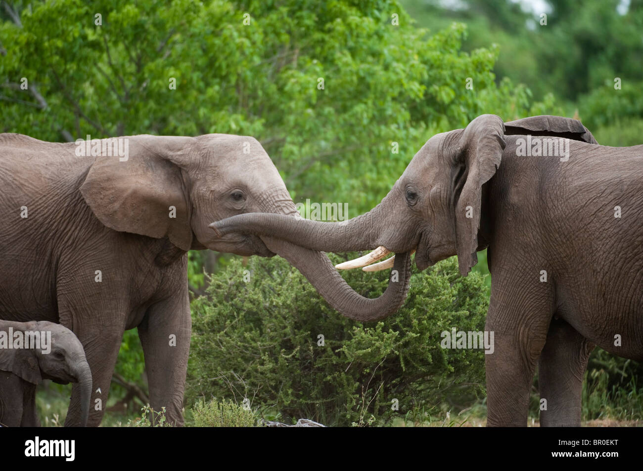 African Elephants Playing Loxodonta Africana Africana Mashatu Game