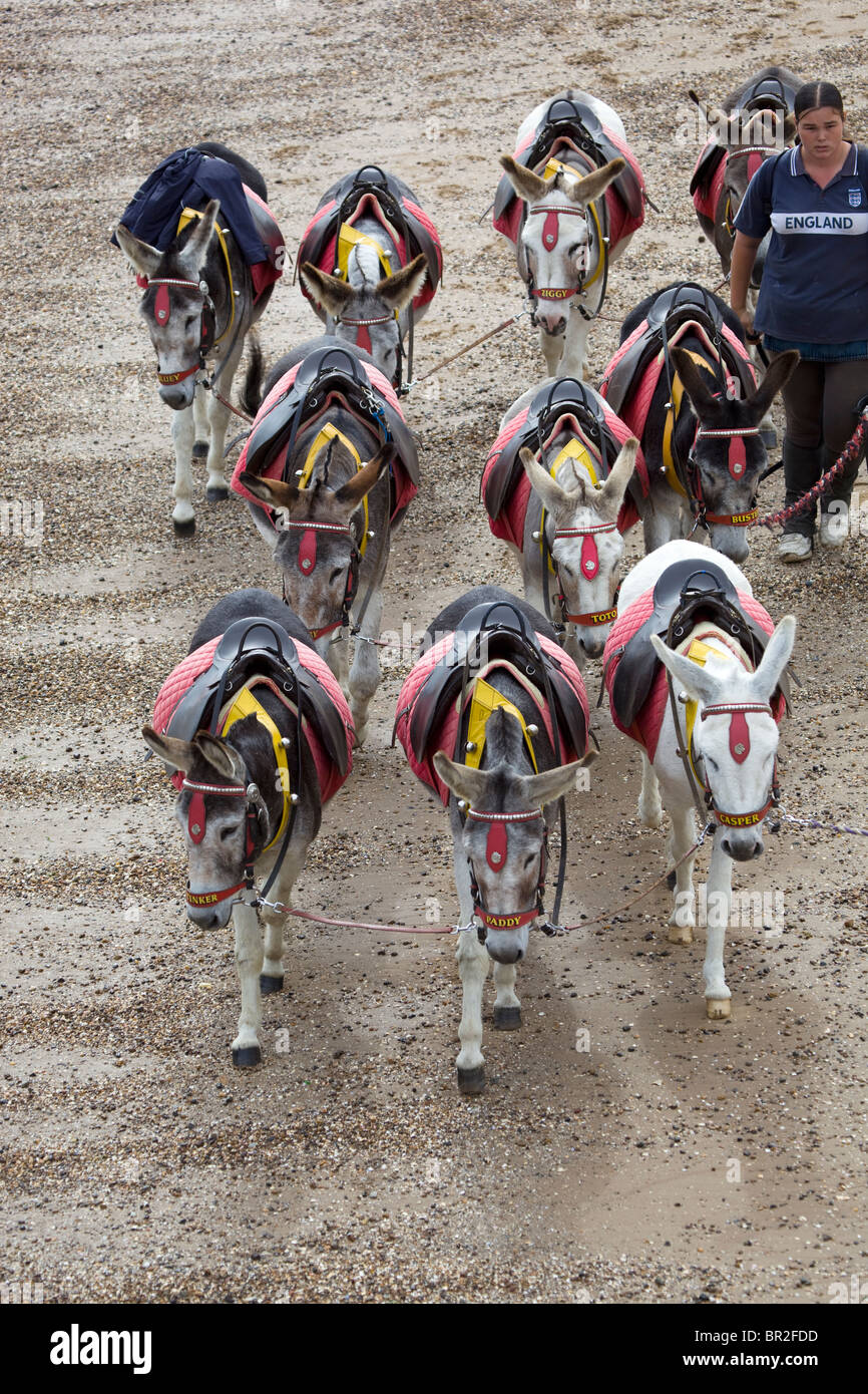 Donkey Rides on the beach Cleethorpes North East Lincolnshire England Stock Photo, Royalty Free
