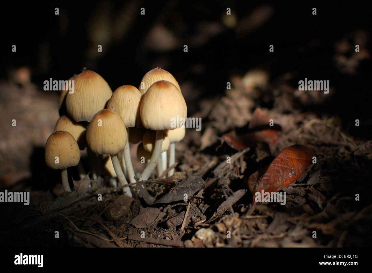 Fungi-growing-on-woodland-floor-BR2J1G.j