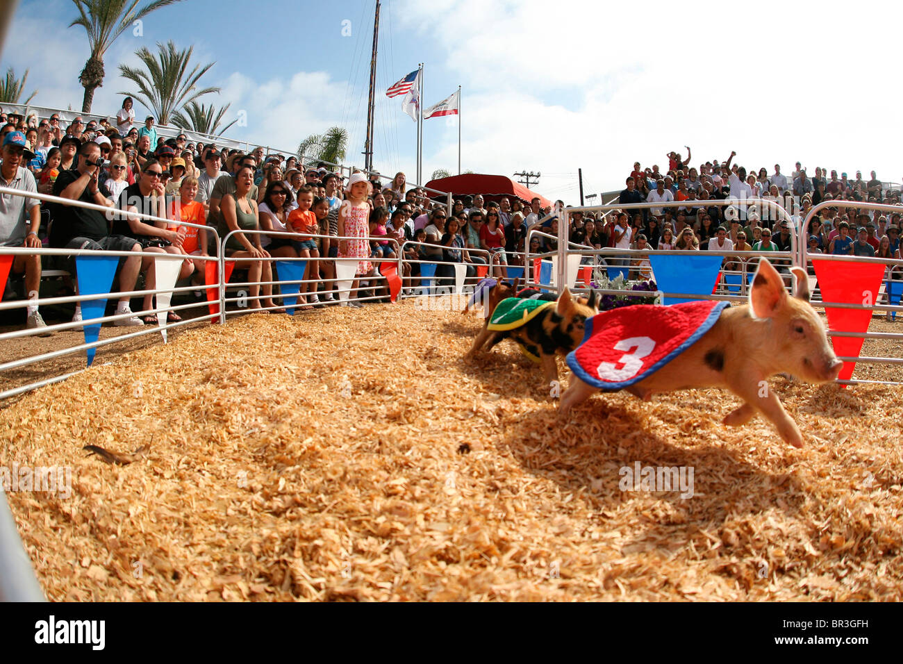 Pig race at fair Stock Photo, Royalty Free Image 31426293 Alamy
