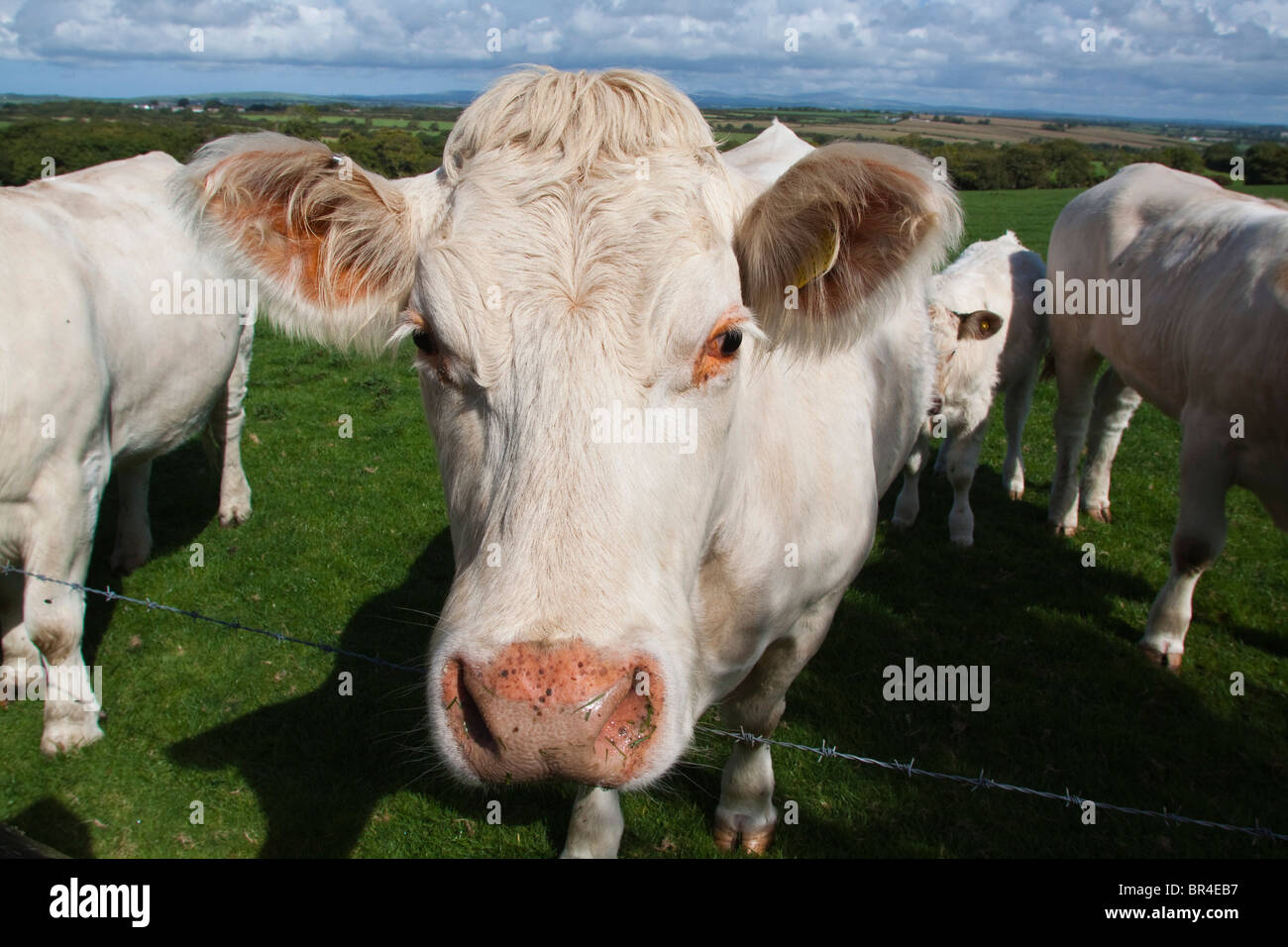 gay female cows spot a gay