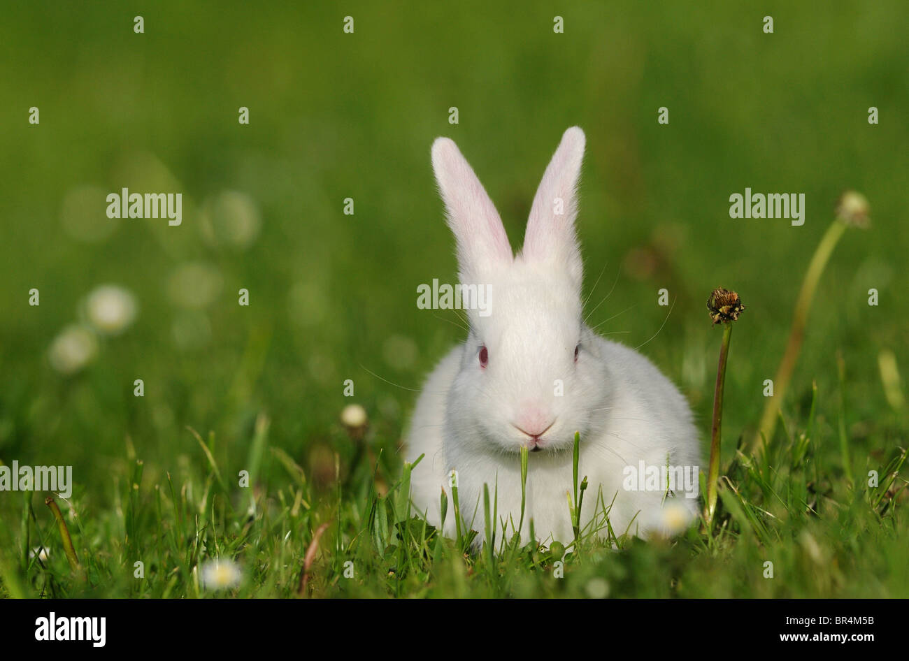 Вибратор-кролик Happy Rabbit Realistic, черный 71504 - Happy Rabbit - Вибраторы-кролики - Купить