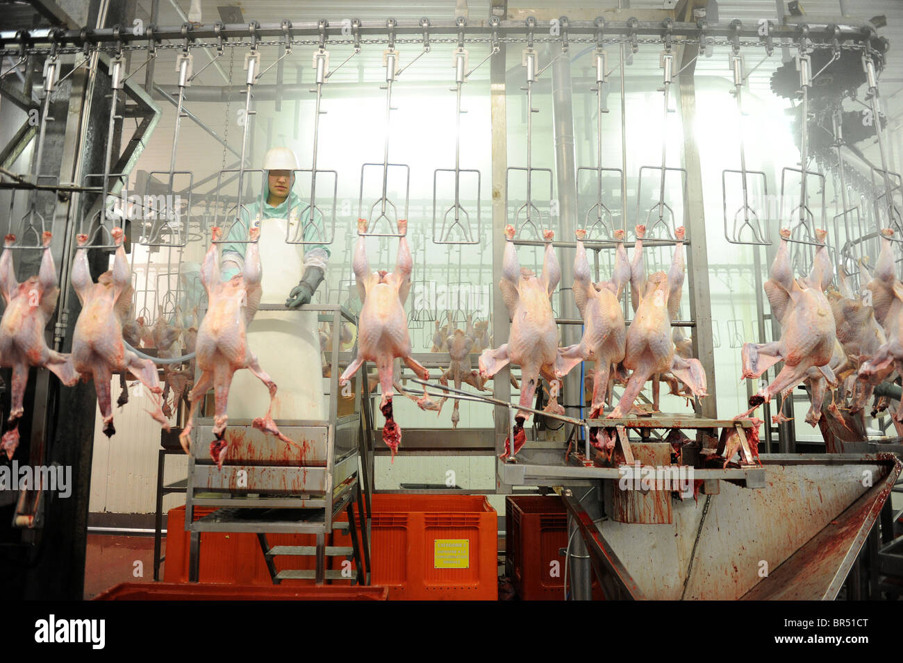 Monsols (69) "Corico" turkey slaughterhouse Stock Photo, Royalty Free