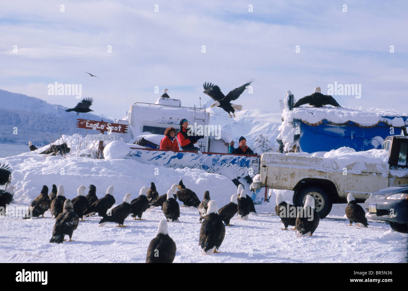 Bald eagles surround the Eagle Lady's fenced yard at the Homer Spit Stock Photo, Royalty Free