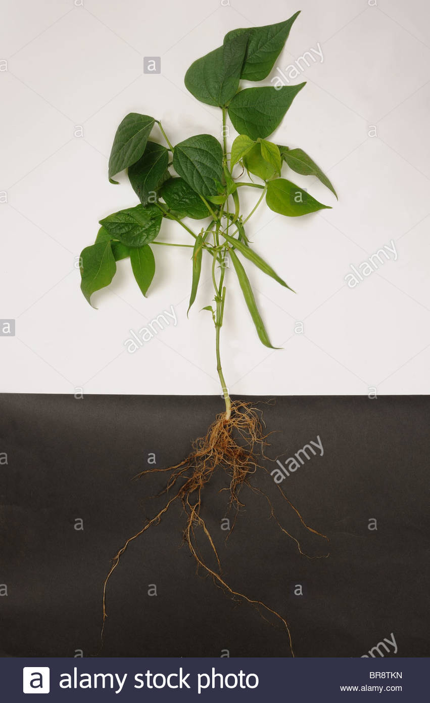 French or green bean (Phaseolus vulgaris) plant structure, roots Stock Photo, Royalty Free Image