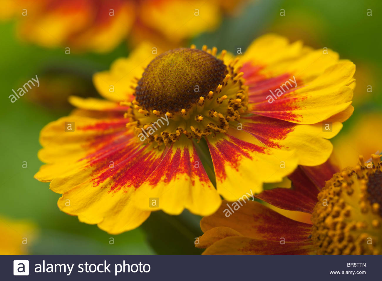Common Yellow Garden Flowers common sneezeweed helenium autumnale summer flower perennial july Common Yellow Garden Flowers common sneezeweed helenium autumnale summer flower perennial july