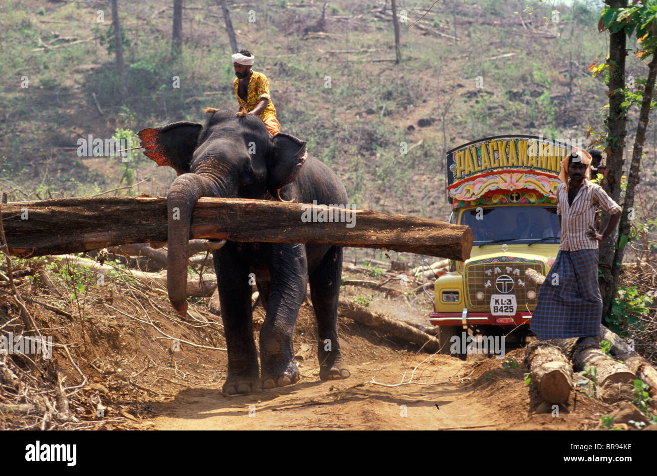 An elephant logging in India Stock Photo, Royalty Free Image 31548706