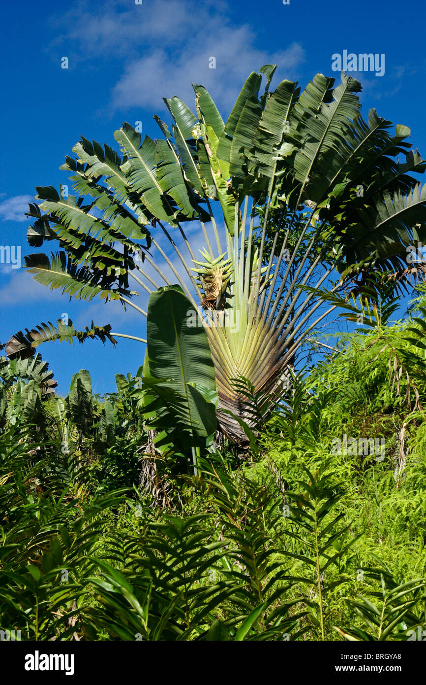 Traveller's palm, Madagascar Stock Photo, Royalty Free Image 31720144