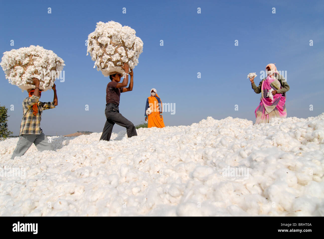 Stock Photo - INDIA Madhya Pradesh , storage place for organic cotton at biore ginning factory - more images available for Hi-res download at www.visualindia.de