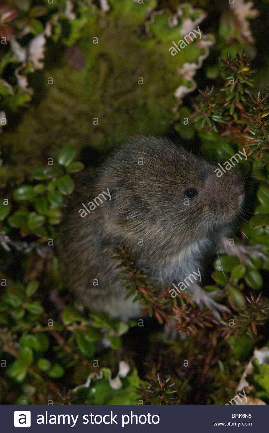 Tundra Vole (Microtus oeconomus Stock Photo, Royalty Free Image