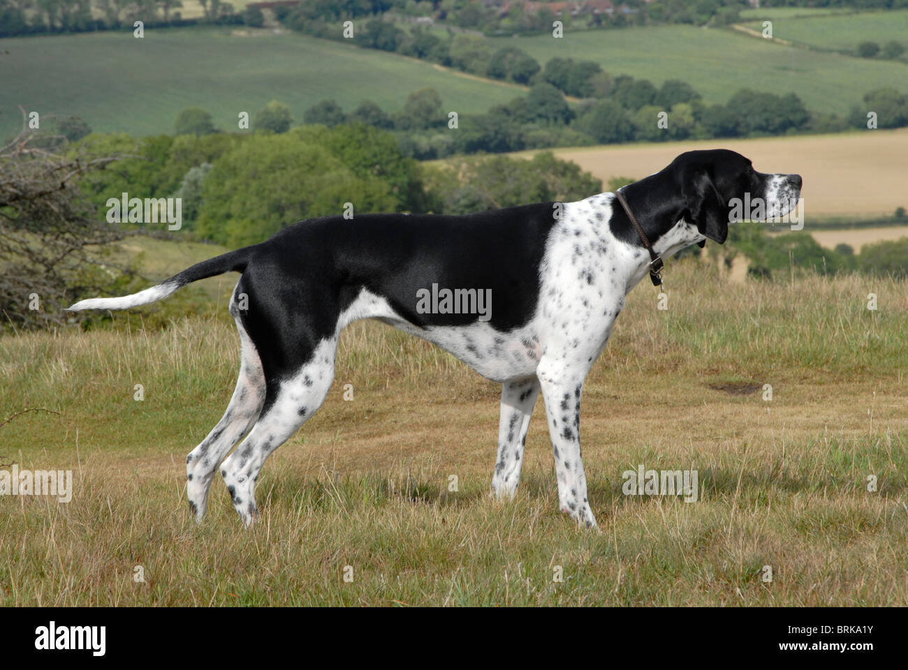 Adult black and white English pointer bitch working in the field Stock