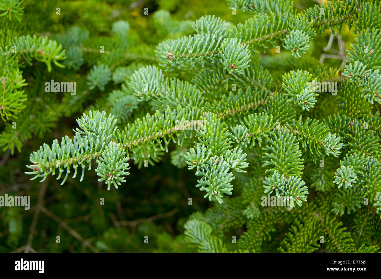 Canada, Newfoundland and Labrador, L'Anse Aux Meadows. Spruce trees