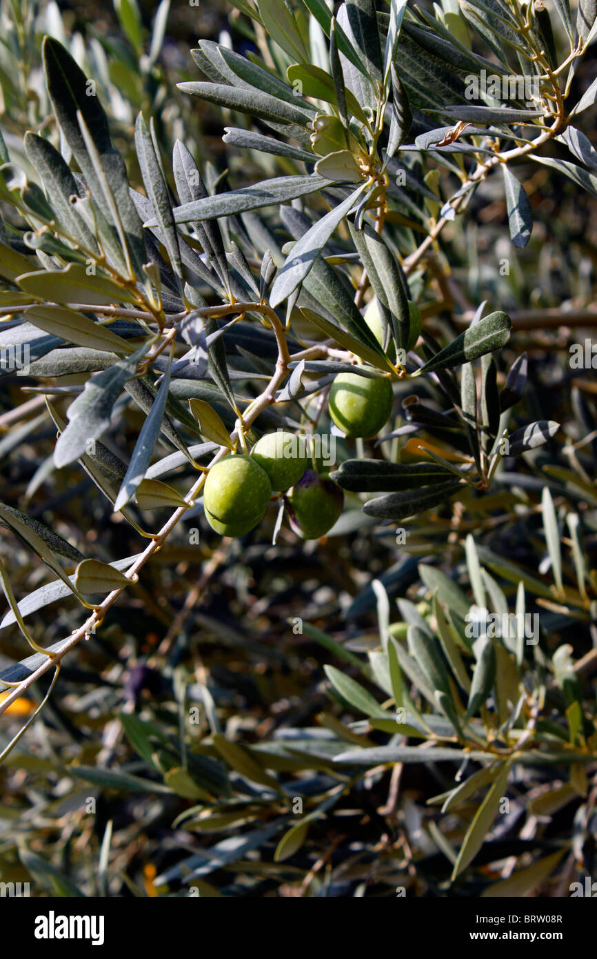 GREEN GREEK OLIVES GROWING ON THE TREE. OLEA EUROPAEA Stock Photo