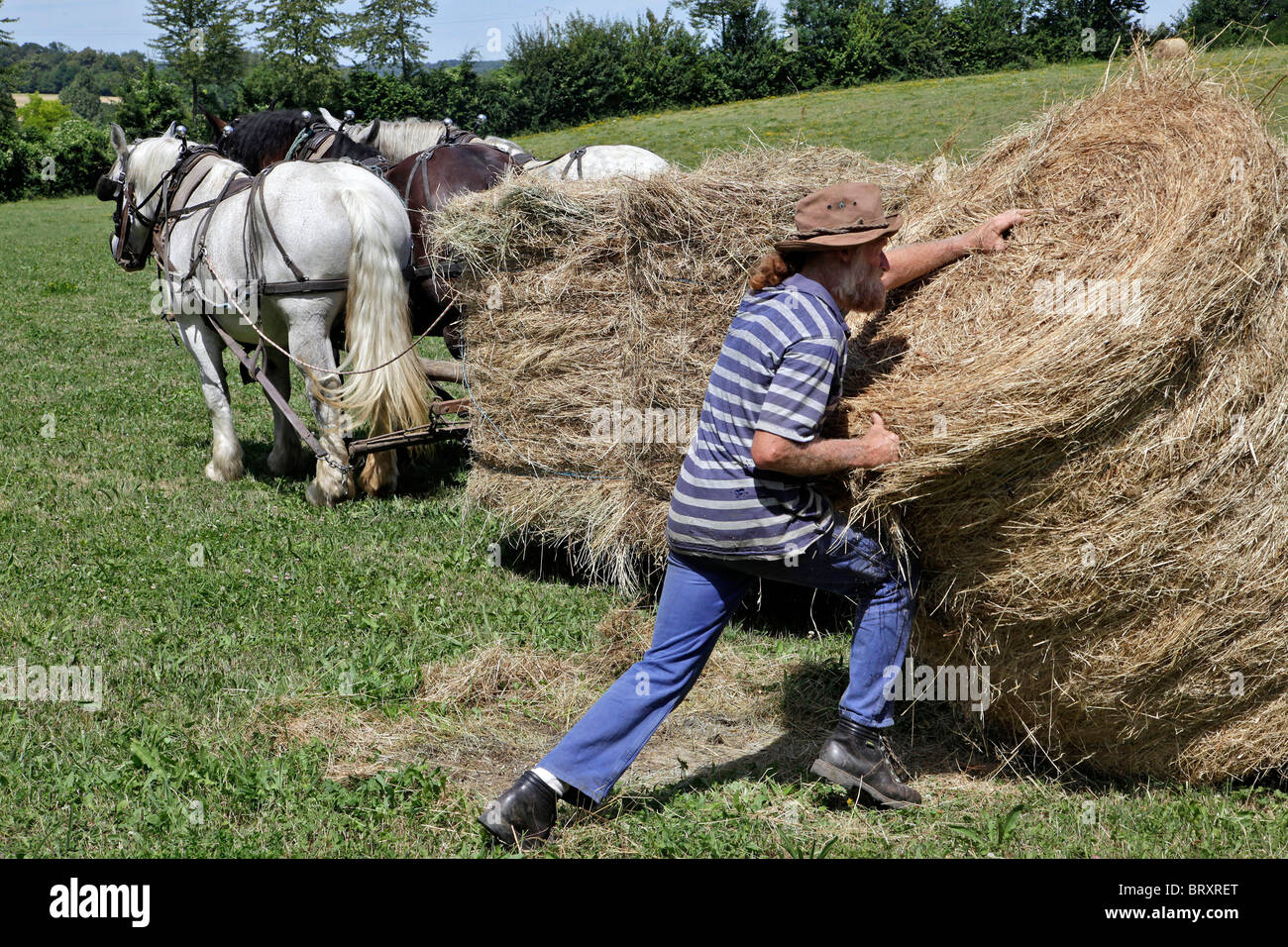 Collecting Hay Bales Working In The Fields With A Harnessed Team Of