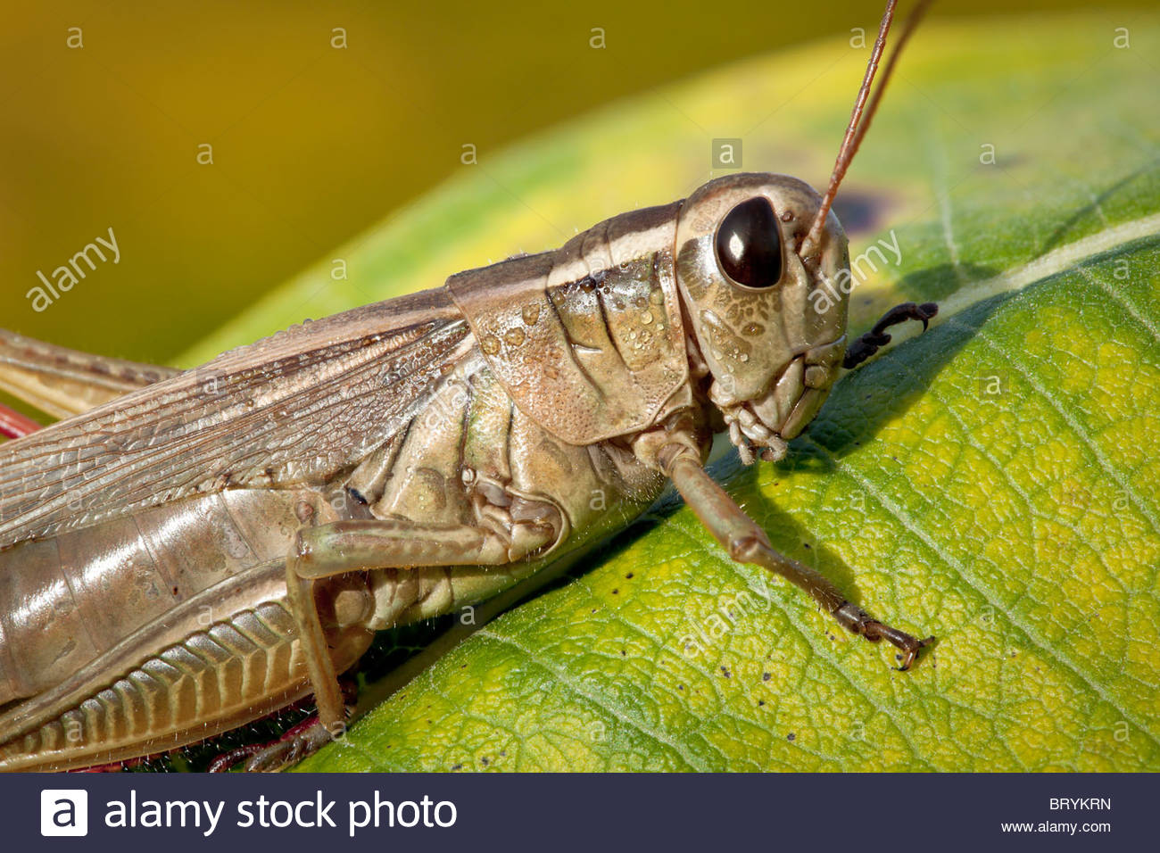 A-grasshopper-on-a-milkweed-leaf-in-Roug