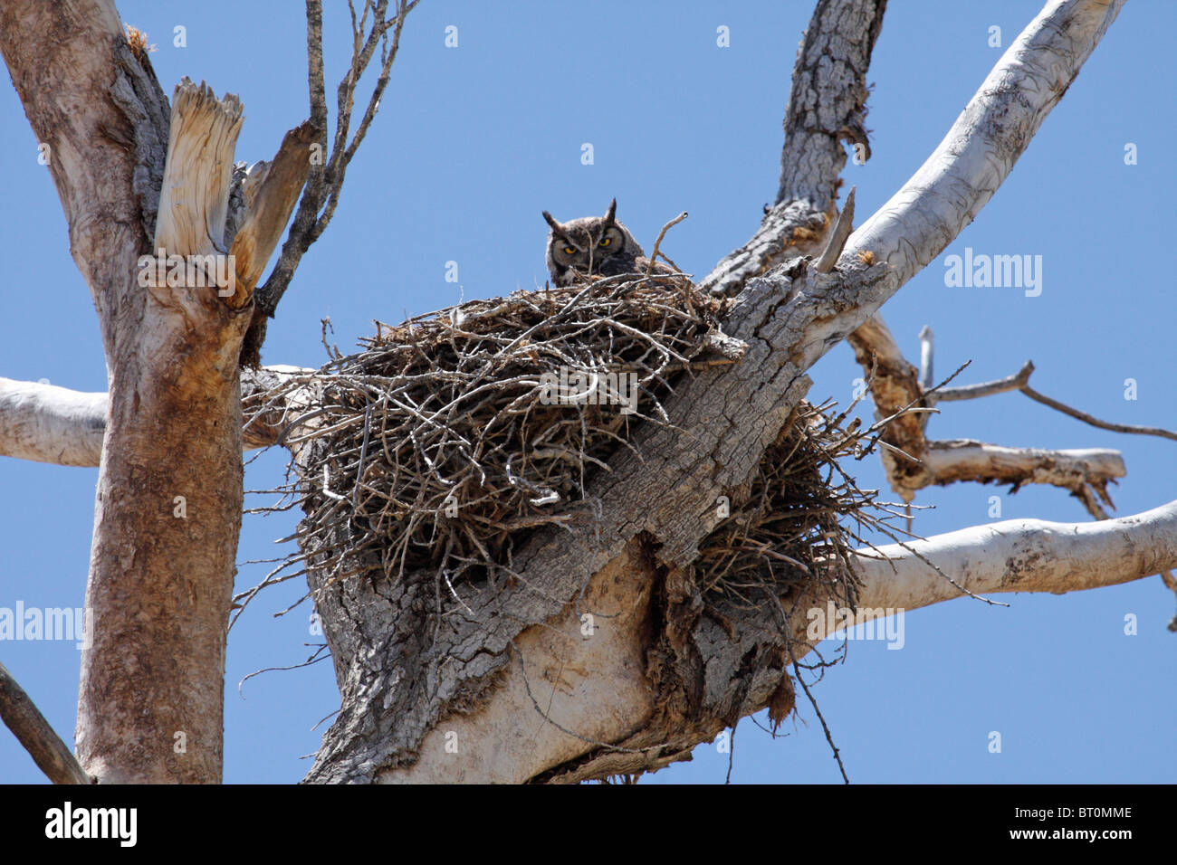 Great Horned Owl Bubo Virginianus In Nest Arizona Stock Photo Alamy