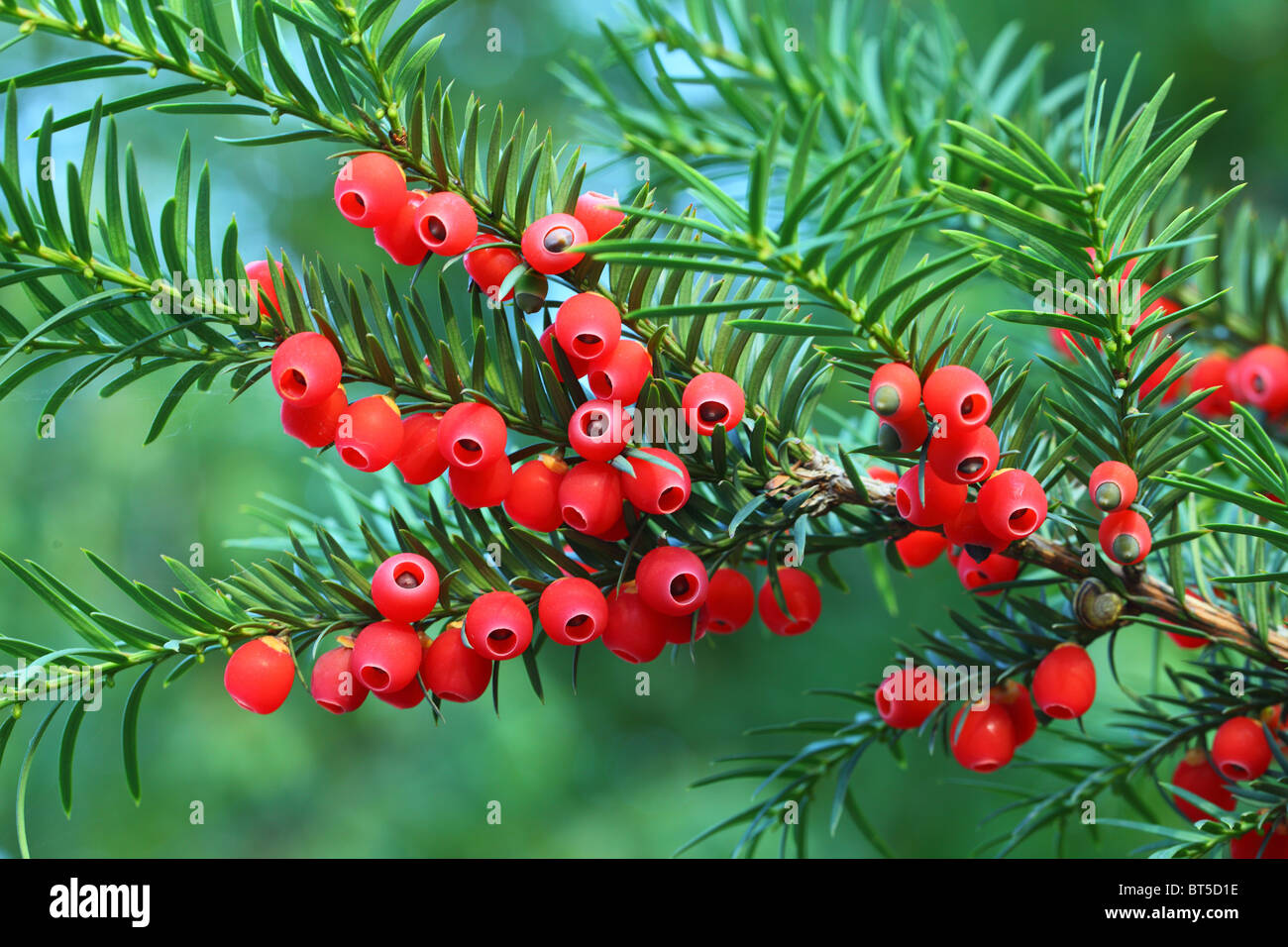 Yew tree red berries on a twig Taxus baccata Stock Photo, Royalty Free