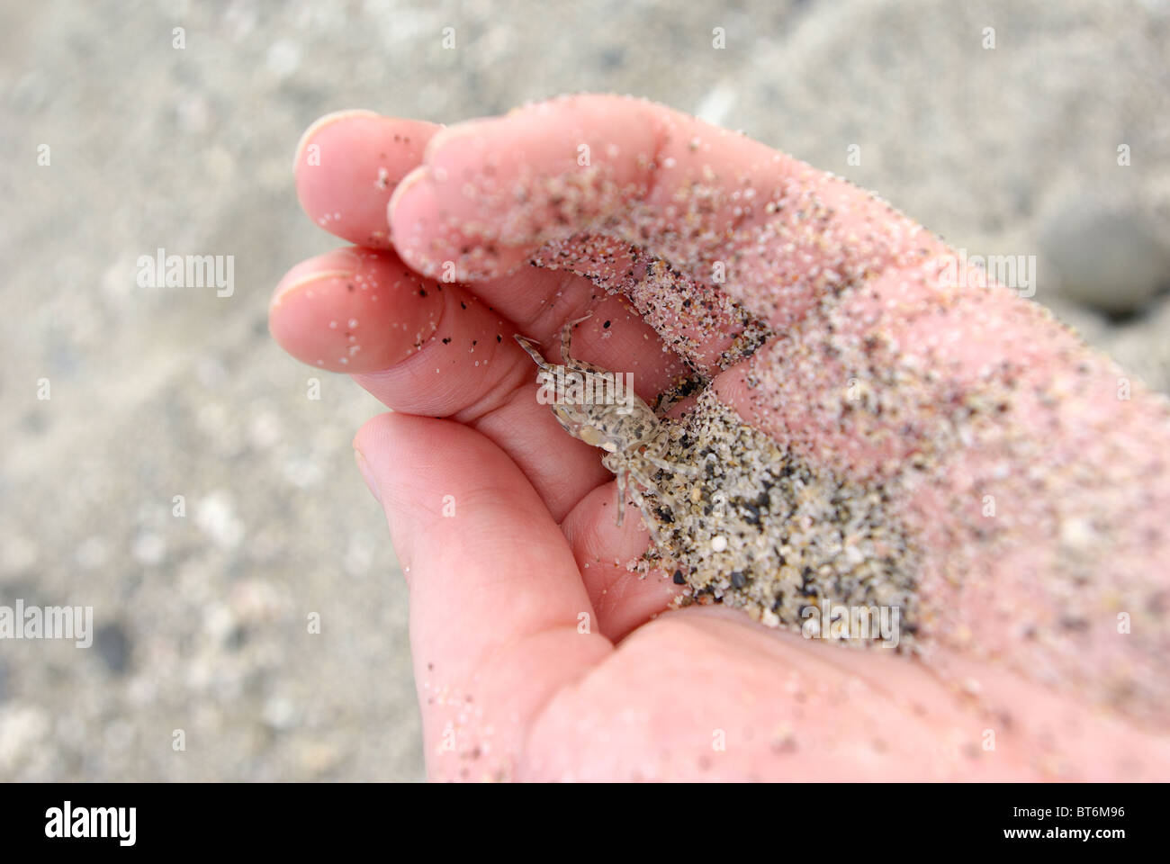 tiny-camouflaged-sand-crab-in-hand-on-ya