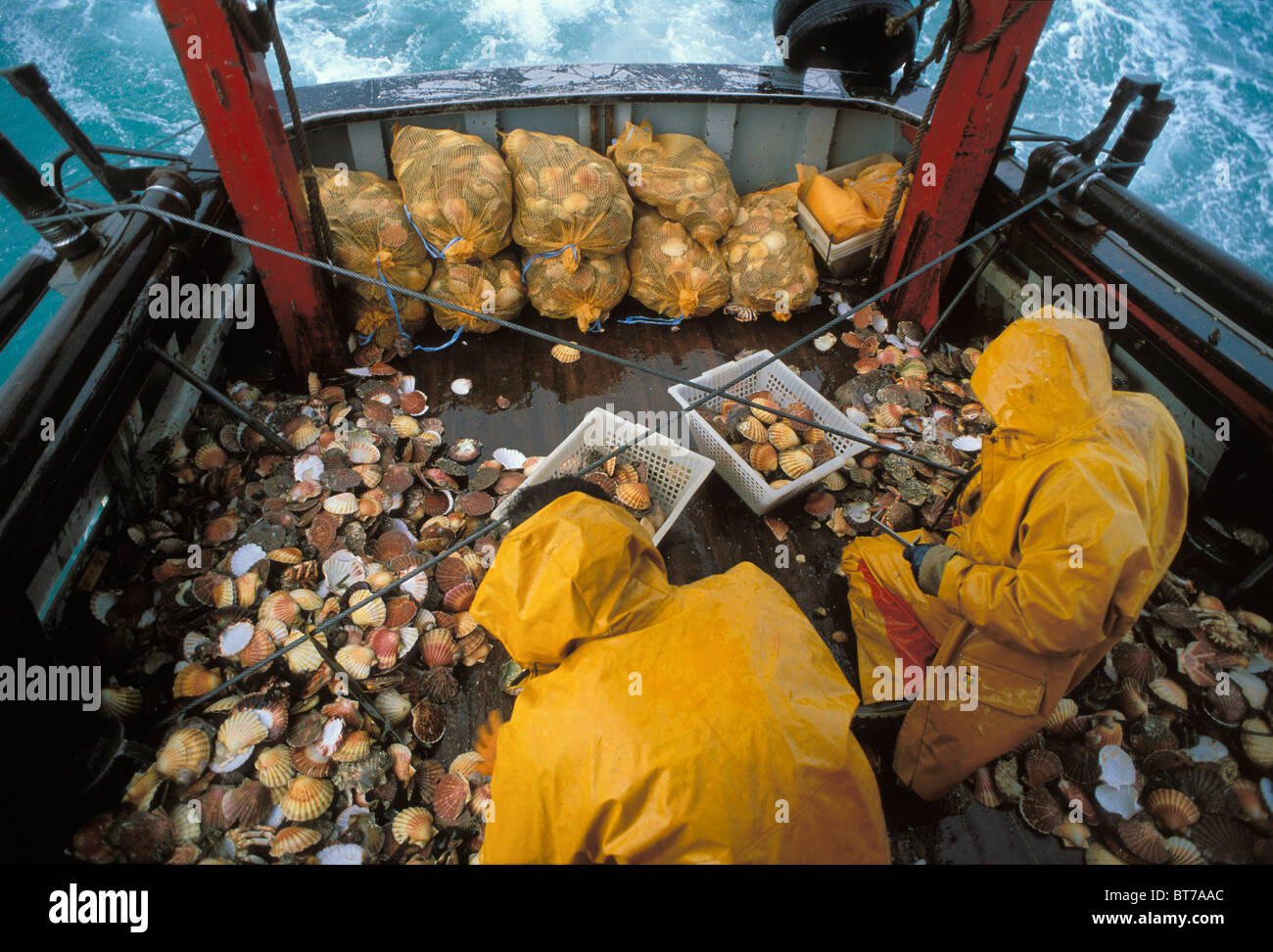 [Stock photo image of hundreds of scallops and two scallop fishers on the deck of a boat in the St Brieuc Bay.]